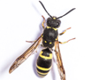 Ancistrocerus nigricornis